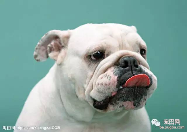 爱犬剖腹产起纠纷，医院给狗主人赔了1.6万元，宠物医疗纠纷如何解决？-1.jpeg