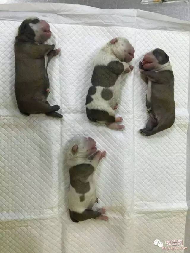 爱犬剖腹产起纠纷，医院给狗主人赔了1.6万元，宠物医疗纠纷如何解决？-4.jpeg