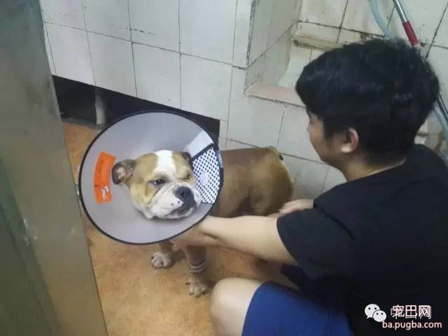 爱犬剖腹产起纠纷，医院给狗主人赔了1.6万元，宠物医疗纠纷如何解决？-2.jpeg