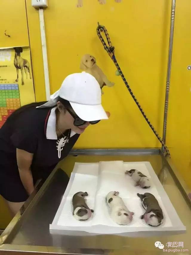 爱犬剖腹产起纠纷，医院给狗主人赔了1.6万元，宠物医疗纠纷如何解决？-3.jpeg
