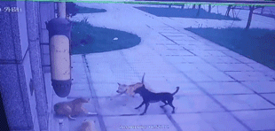 被抛弃的流浪狗，它知道自己被抛弃了吗？-2.gif