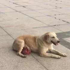 被抛弃的流浪狗，它知道自己被抛弃了吗？-3.jpg