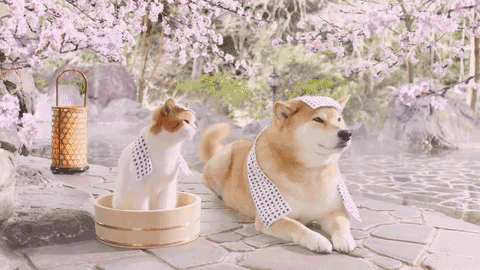 如果狗和男朋友同时掉水里，你救谁-6.gif