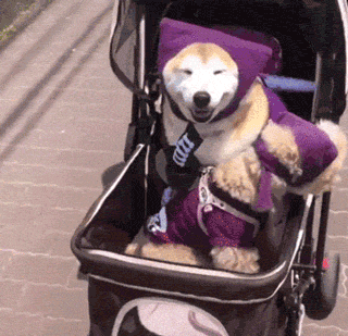 如果狗和男朋友同时掉水里，你救谁-12.gif