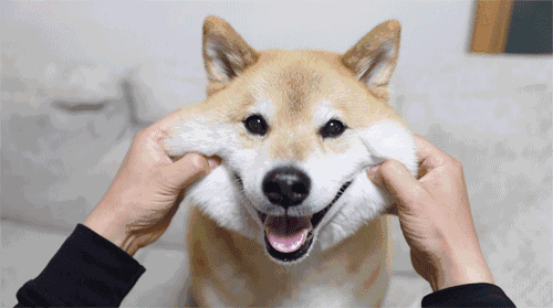 如果狗和男朋友同时掉水里，你救谁-11.gif
