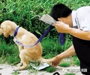 【生活妙招·宠物】训练狗狗排便的方法-2.jpeg