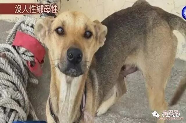 狗妈妈骨肉如柴无法进食，仍坚持不懈给小奶狗喂奶！泪目！-4.jpeg