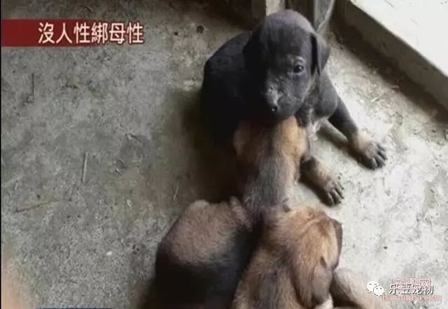 狗妈妈骨肉如柴无法进食，仍坚持不懈给小奶狗喂奶！泪目！-3.jpeg