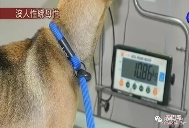 狗妈妈骨肉如柴无法进食，仍坚持不懈给小奶狗喂奶！泪目！-5.jpeg
