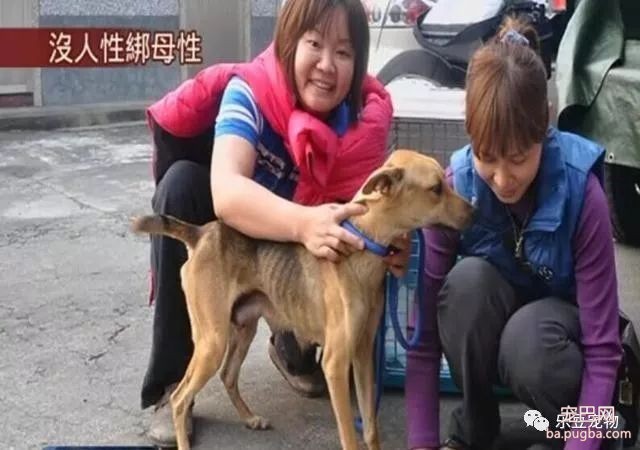 狗妈妈骨肉如柴无法进食，仍坚持不懈给小奶狗喂奶！泪目！-6.jpeg