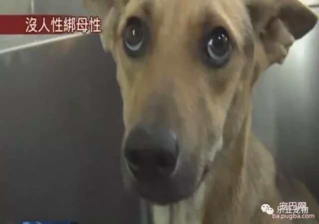 狗妈妈骨肉如柴无法进食，仍坚持不懈给小奶狗喂奶！泪目！-7.jpeg