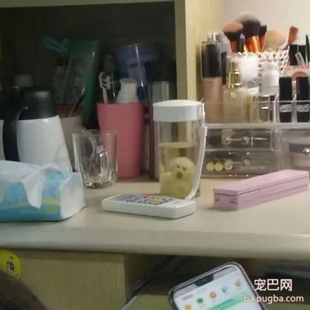 给比熊吹毛，结果给吹变形...心疼满脸╰_╯懵逼的比熊！-1.jpeg