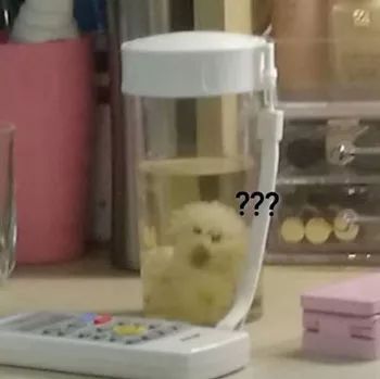 给比熊吹毛，结果给吹变形...心疼满脸╰_╯懵逼的比熊！-2.jpeg
