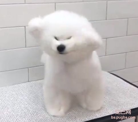 给比熊吹毛，结果给吹变形...心疼满脸╰_╯懵逼的比熊！-3.jpeg