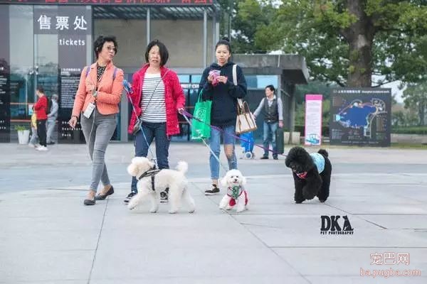 虽然月湖宠物总动员结束了，但给狗子投个票还能将iPhoneX带回家！-4.jpeg