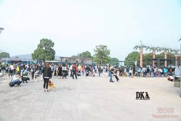虽然月湖宠物总动员结束了，但给狗子投个票还能将iPhoneX带回家！-6.jpeg