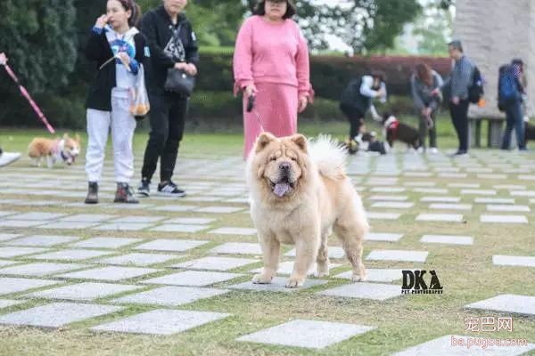 虽然月湖宠物总动员结束了，但给狗子投个票还能将iPhoneX带回家！-13.jpeg