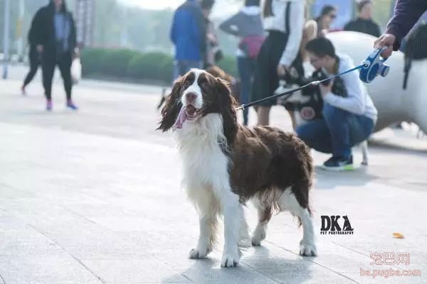 虽然月湖宠物总动员结束了，但给狗子投个票还能将iPhoneX带回家！-16.jpeg
