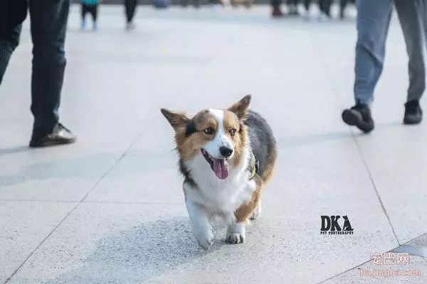 虽然月湖宠物总动员结束了，但给狗子投个票还能将iPhoneX带回家！-17.jpeg