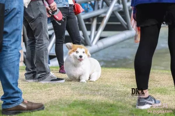 虽然月湖宠物总动员结束了，但给狗子投个票还能将iPhoneX带回家！-22.jpeg