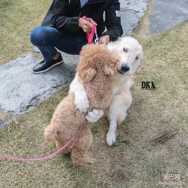 虽然月湖宠物总动员结束了，但给狗子投个票还能将iPhoneX带回家！-21.jpeg