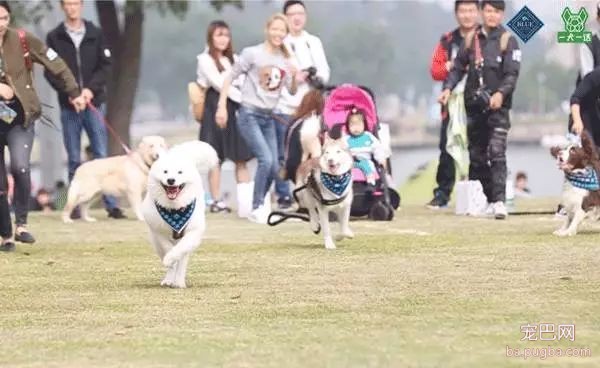 虽然月湖宠物总动员结束了，但给狗子投个票还能将iPhoneX带回家！-24.jpeg