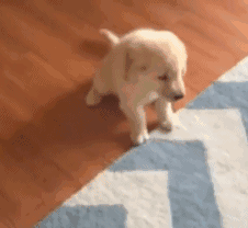 小狗狗们的成长跌撞记，看着好心疼...-2.gif