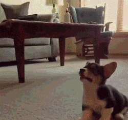 小狗狗们的成长跌撞记，看着好心疼...-3.gif