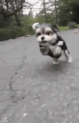 小狗狗们的成长跌撞记，看着好心疼...-1.gif