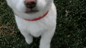 小狗狗们的成长跌撞记，看着好心疼...-4.gif