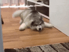 小狗狗们的成长跌撞记，看着好心疼...-6.gif