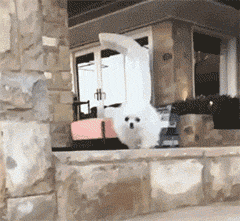 小狗狗们的成长跌撞记，看着好心疼...-8.gif