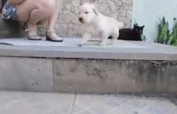 小狗狗们的成长跌撞记，看着好心疼...-7.gif