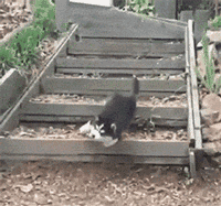 小狗狗们的成长跌撞记，看着好心疼...-9.gif