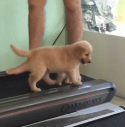 小狗狗们的成长跌撞记，看着好心疼...-11.gif
