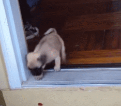 小狗狗们的成长跌撞记，看着好心疼...-13.gif