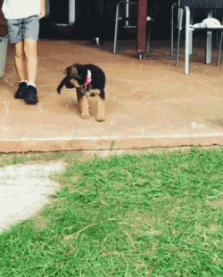 小狗狗们的成长跌撞记，看着好心疼...-14.gif