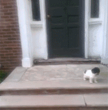小狗狗们的成长跌撞记，看着好心疼...-19.gif