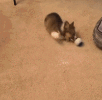 小狗狗们的成长跌撞记，看着好心疼...-20.gif