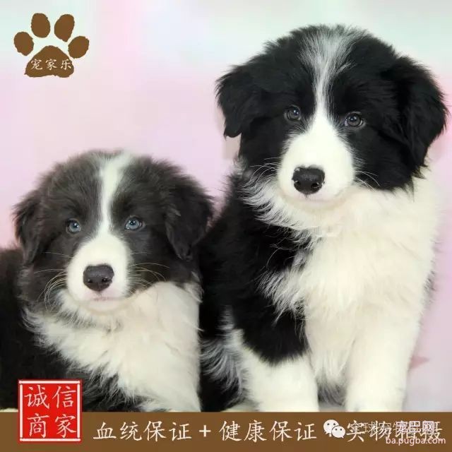 79种狗狗智商排名都在这里 看看你家的狗狗排名在哪？-1.jpeg