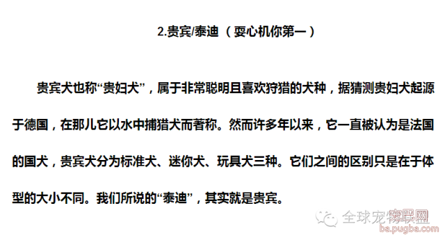 79种狗狗智商排名都在这里 看看你家的狗狗排名在哪？-4.png