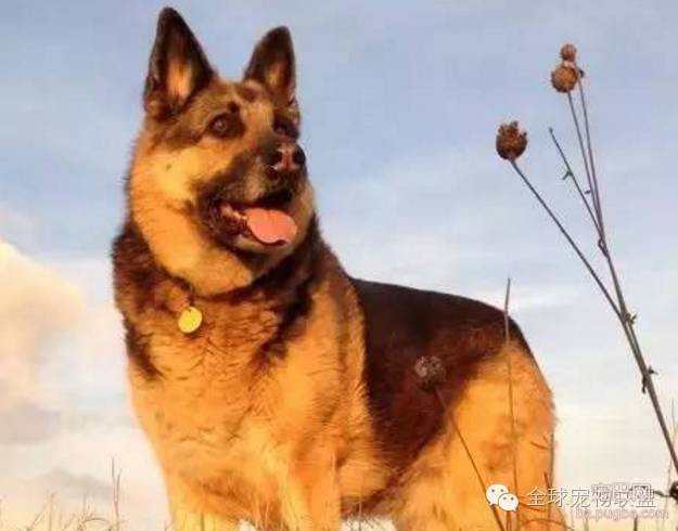 79种狗狗智商排名都在这里 看看你家的狗狗排名在哪？-5.jpeg
