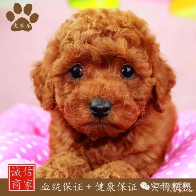 79种狗狗智商排名都在这里 看看你家的狗狗排名在哪？-3.jpeg