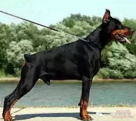 79种狗狗智商排名都在这里 看看你家的狗狗排名在哪？-7.jpeg