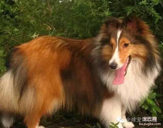 79种狗狗智商排名都在这里 看看你家的狗狗排名在哪？-8.jpeg