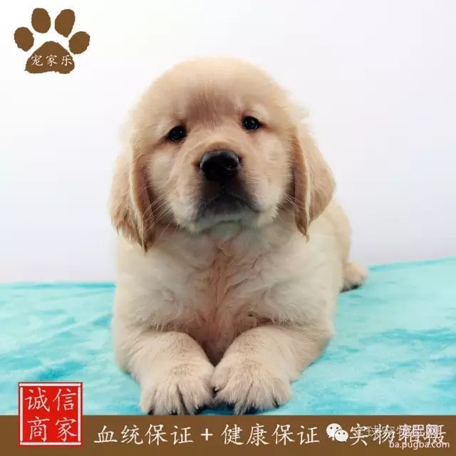 79种狗狗智商排名都在这里 看看你家的狗狗排名在哪？-6.jpeg