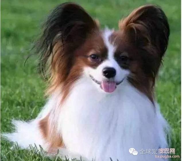 79种狗狗智商排名都在这里 看看你家的狗狗排名在哪？-9.jpeg