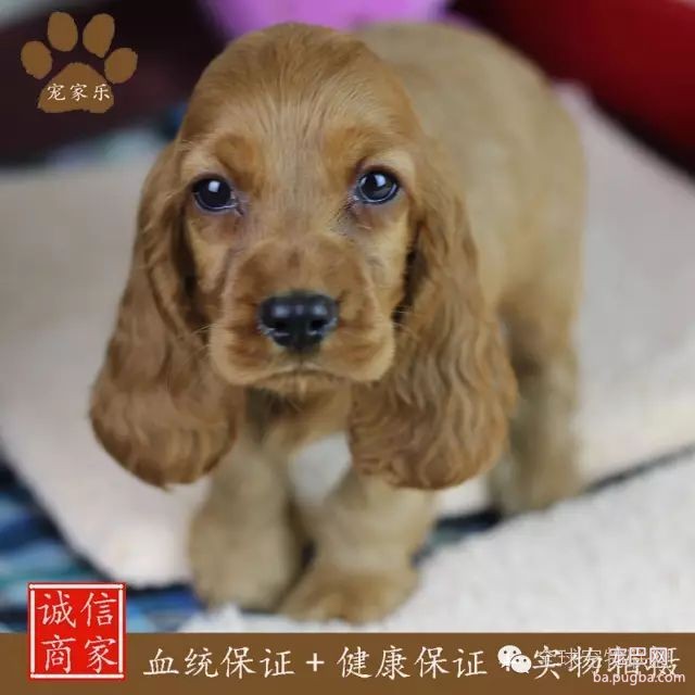 79种狗狗智商排名都在这里 看看你家的狗狗排名在哪？-14.jpeg