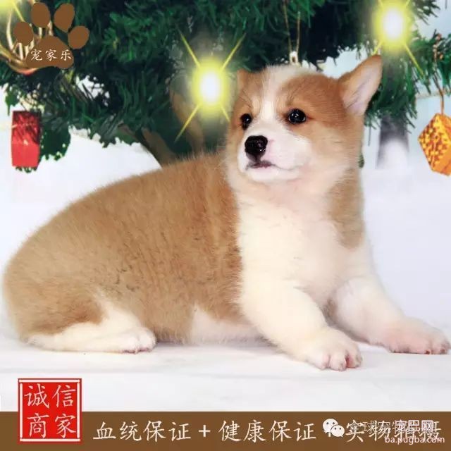 79种狗狗智商排名都在这里 看看你家的狗狗排名在哪？-12.jpeg