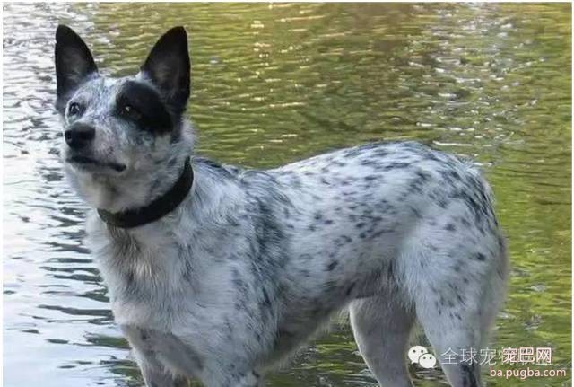 79种狗狗智商排名都在这里 看看你家的狗狗排名在哪？-11.jpeg